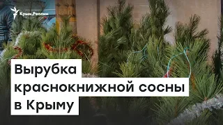 Вырубка краснокнижной сосны в Крыму | Доброе утро, Крым