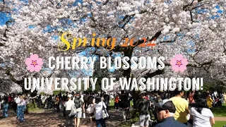 [4k] Seattle's University of Washington's amazing walk through early cherry blossoms in March 17th!