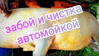 Забой вьетнамского поросёнка 11 месяцев || Чистка автомойкой сразу после обжига туши