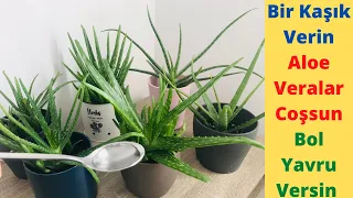 Bunu Verin Aloe Veralarınız Coşsun Bol Bol Yavru Versin/ Aloe Vera Bakımı / Aloe Vera Sulama / Aloe