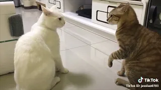 Cats talking !! these cats can speak english better than hooman