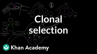 Clonal selection | Immune system physiology | NCLEX-RN | Khan Academy