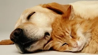 MUSIQUE TRÈS CALMANTE Pour Chiens et Chats ♥♥♥ Sommeil Paisible, Soulage le Stress et l'Anxiété 🎧 3H