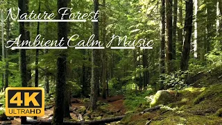 [4k]🎧Relaxing Ambient Calm Music+Nature Forest Scenery for Sleep,Meditation,Healing Therapy,Study,