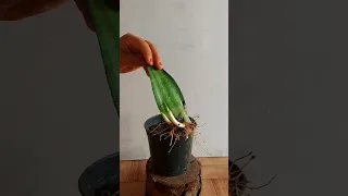 How to Propagate Moonshine Snake Plant from Cuttings. 3 Months Growth update