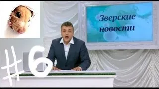 СвинБОЛ! Зверские новости на Xayc.TV. Выпуск №6