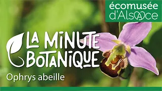 LA MINUTE BOTANIQUE - L'Ophrys abeille