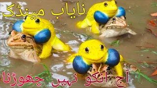 Rare Yellow Frog Wonderful Pakistani bullfrog Video | Frog Sounds