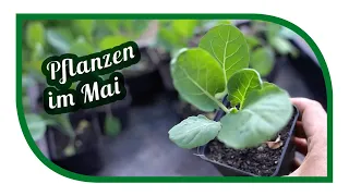 Pflanzen im Mai | Was wird im Mai alles Gepflanzt im @gartengemuesekiosk