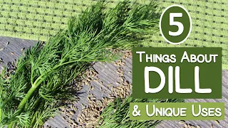 5 Things About Dill and Its Unique Uses