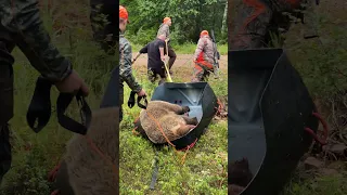 Successful bear hunt - Getting the bear out of the forest