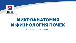 Вебинар №2 школы НЕФРОУРОВЕТ: "Микроанатомия и физиология почек".  Лектор - Надежда Крутицкая