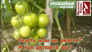 Проверьте себя: а правильно ли вы удаляете листья у томата? Когда и как это делать?