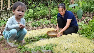 How To Grow Mung Bean Sprouts - Harvest After 7 Days Goes To Market Sell.