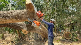 Makes Emotions‼️ Unexpected things during this tree felling process.