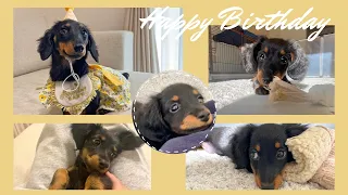 【成長記録まとめ】可愛すぎる子犬の未公開集＆誕生日を全力でお祝いしました【ミニチュアダックスフンド】