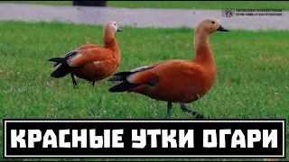 Красные утки в Москве [ Сказ о том, как огари покорили столицу России ] // Clever Cricket