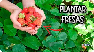 Como Plantar Fresas Paso A Paso En El Huerto En Casa || La Huertina De Toni