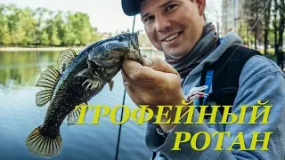 Трофейный ротан (головешка) в черте города. Приманки, снасть и тактика - Fishing Today