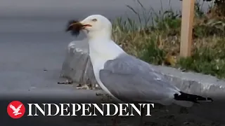 Hungry seagull spotted swallowing entire squirrel whole