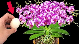 Just need a little fruit. Your orchids will bloom all year round!