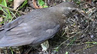 Female Blackbird Gathering Human Made Nesting Materials | Christchurch, New Zealand