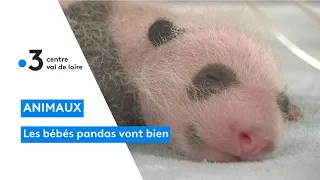 Zoo de Beauval : les bébés pandas se portent bien, les jumelles ont bien grandis