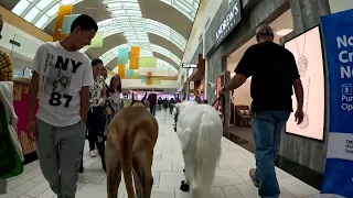 Great Dane and a horse inside a shopping mall (4k)