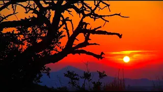 🦏🐘🌙 AFRICA NIGHT SOUND 8 Hours - Savannah ambience sleeping relaxation background safari jungle