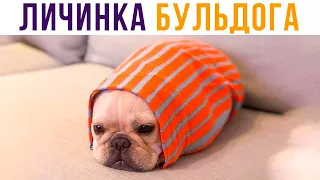 ЛИЧИНКА БУЛЬДОГА))) Приколы с собаками | Мемозг #459