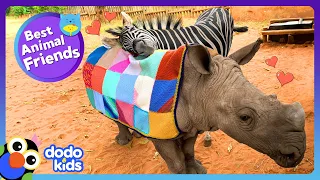 Baby Zebra Wants To Do Rhino Stuff! | Dodo Kids | Best Animal Friends