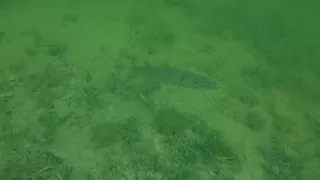 Underwater CUDA 1