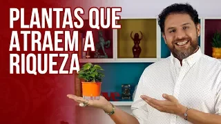 5 PLANTAS QUE ATRAEM A RIQUEZA PARA SUA CASA PELO FENG SHUI