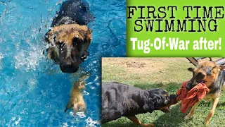 11th MY 9-MONTH OLD GERMAN SHEPHERD DOG SWIMS FOR THE 1ST TIME! PLAY TUG-OF-WAR AFTER