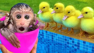 Five Little Ducks, Wheels On The Bus + More Nursery Rhymes & Kids Songs | Bon Bon Monkey Baby Songs