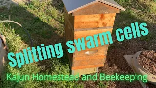 Making splits with swarm cells part 1.#beekeeping,#swarmcells, #splits, #beehives.