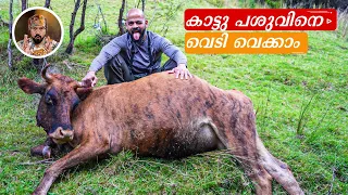 കാട്ടു പശു വേട്ട|WILD COW|NEW ZEALAND WILD LIFE|