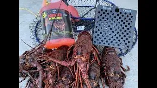 5 Things you NEED for California spiny lobster season (2023-2024)