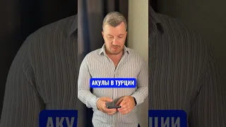 Акулы в Турции!