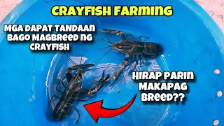 TIPS AT MGA DAPAT TANDAAN BAGO MAGBREED NG CRAYFISH !!🦞🦞🦞|TUTORIAL |CRAYFISH FARMING.