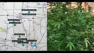 Oklahoma officials tout bust of marijuana grows operating illegally statewide