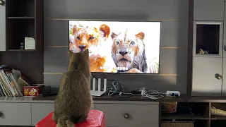 The funny and cute kitten watched "The Lion King" with me