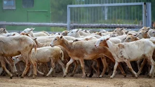Катумские овцы. Принципы отбора животных на племя. Фермерское хозяйство "Катумы"