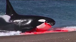 Killer Whale Butchers Seal At The Beach