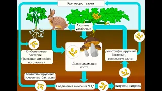 [Пятиминутка Био] Круговорот азота в природе. Азотфиксирующие бактерии автотрофы?