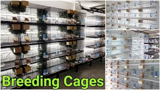 My Bird Breeding Cages And Set Up | Finch Breeding Room | Aviary