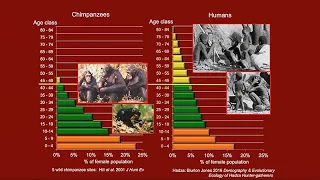 Exploring The Human-Ape Paradox: Kristen Hawkes - Ancient Grandmothers, African Savannas