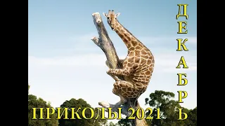 ЛУЧШИЕ ПРИКОЛЫ ДЕКАБРЬ 2021|10 МИНУТ СМЕХА ДО СЛЕЗ| tik tok |тик ток| инстаграм| Лучшие приколы 2021