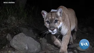 Wildlife Crossing Will Aid California’s Mountain Lions, Other Species