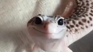 Видео с улыбающейся ящерицей стало вирусным!